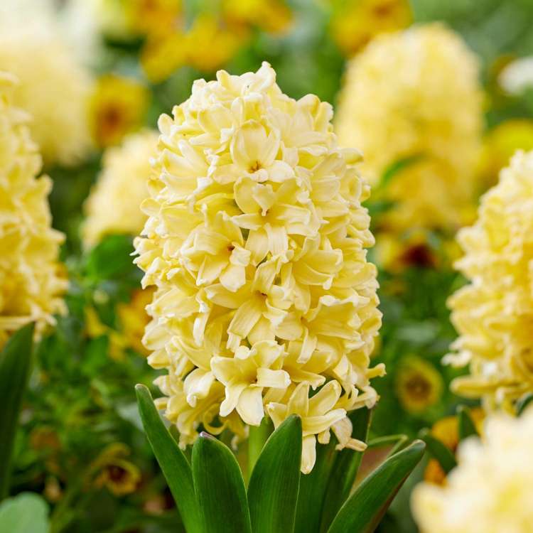 Hyazinthe 'Yellowstone'