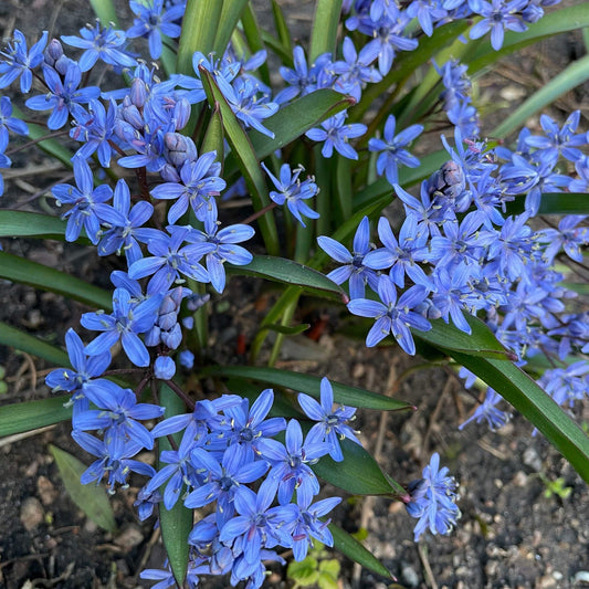 Ipheion Jessie