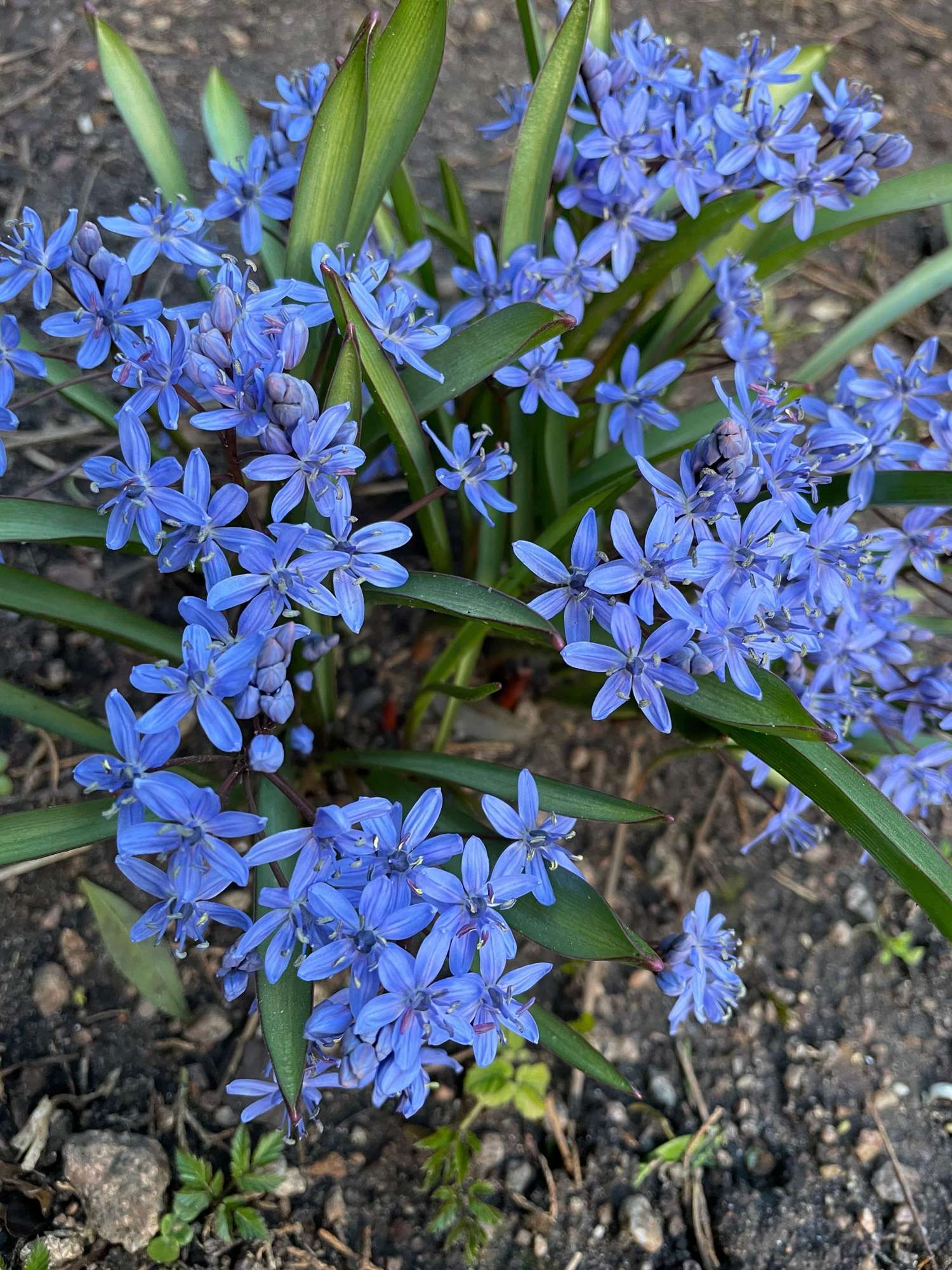 Ipheion (Frühlingsstern) 'Jessie'