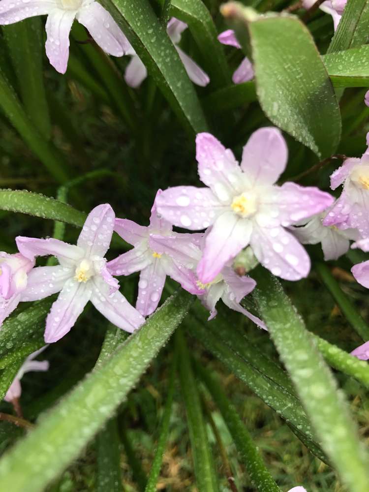 Ipheion (Frühlingsstern) 'Tessa'