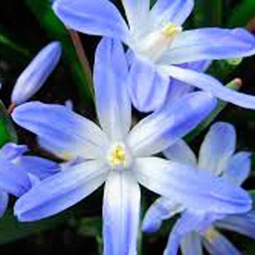 Ipheion uniflorum - Florale Welt