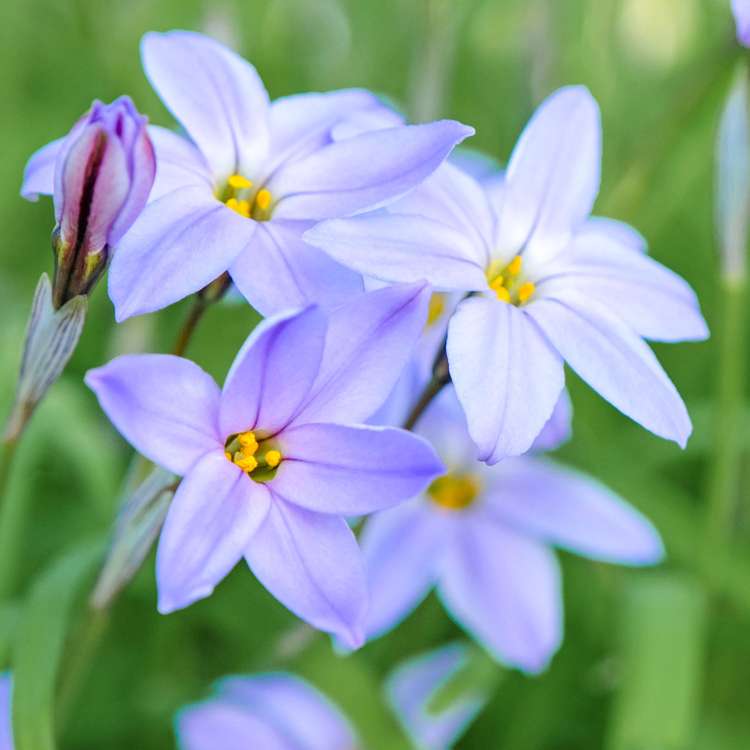 Ipheion (Frühlingsstern) 'Blue Wisley'