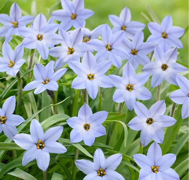 Ipheion (Frühlingsstern) 'Blue Wisley'