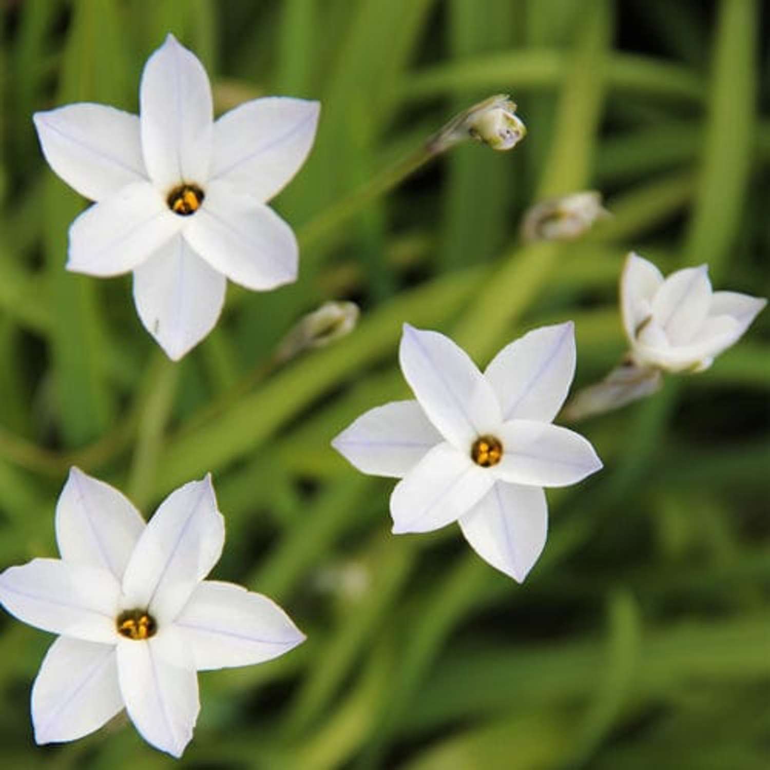 Ipheion (Frühlingsstern) 'White Star'