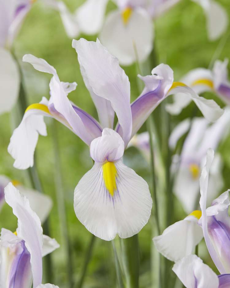 Iris (Schwertlilie) Reticulata 'Carmen'