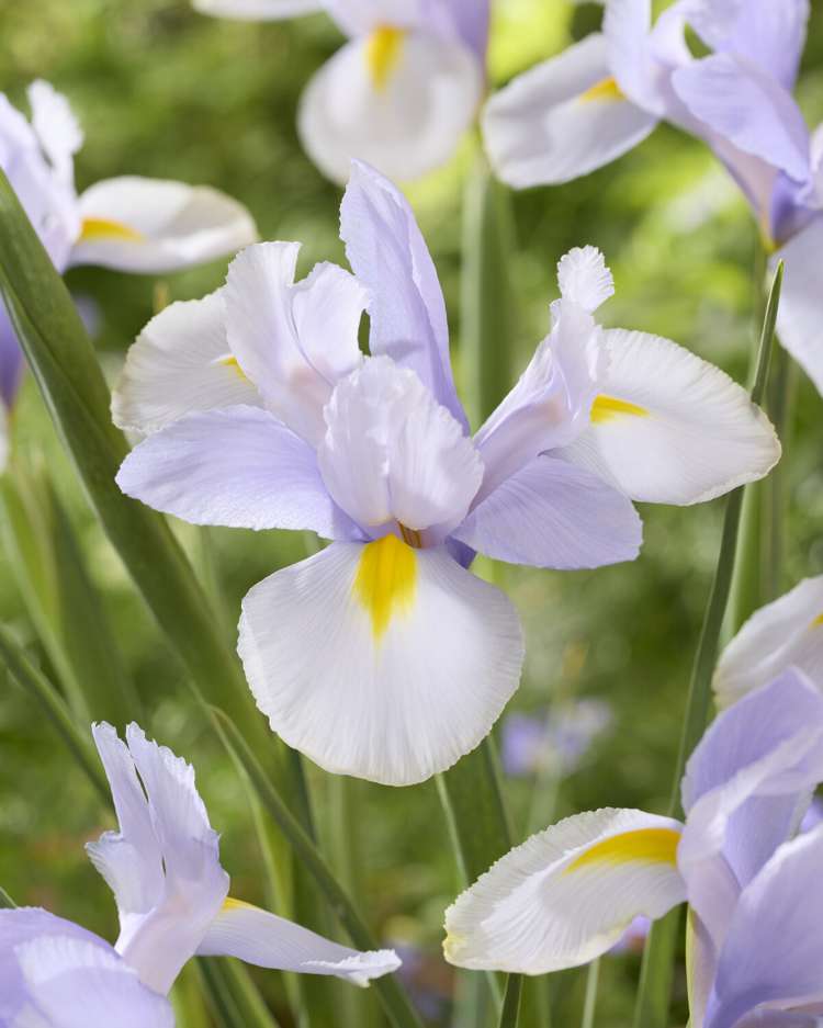 Iris (Schwertlilie) Hollandica 'Silver Sky'