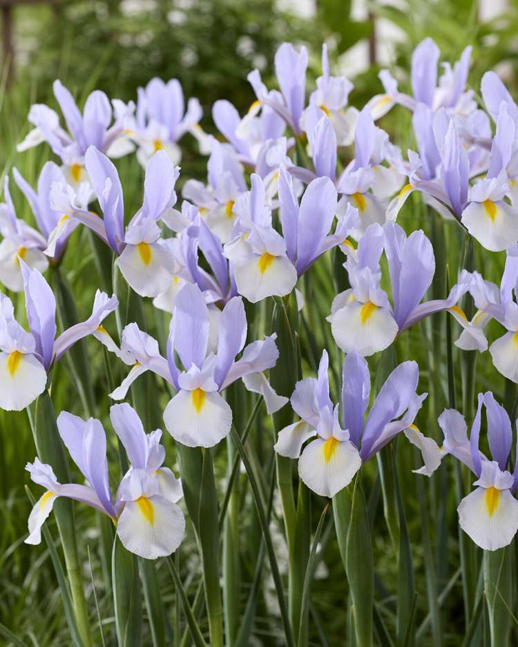 Iris (Schwertlilie) Hollandica 'Silver Sky'