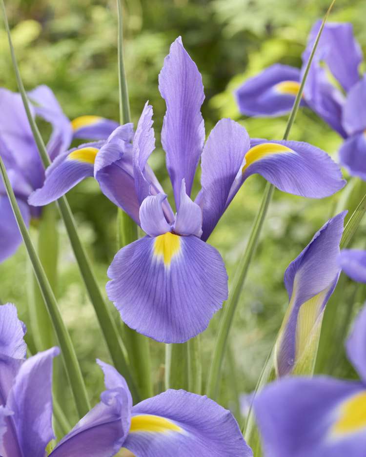 Iris (Schwertlilie) Reticulata 'Valentine'