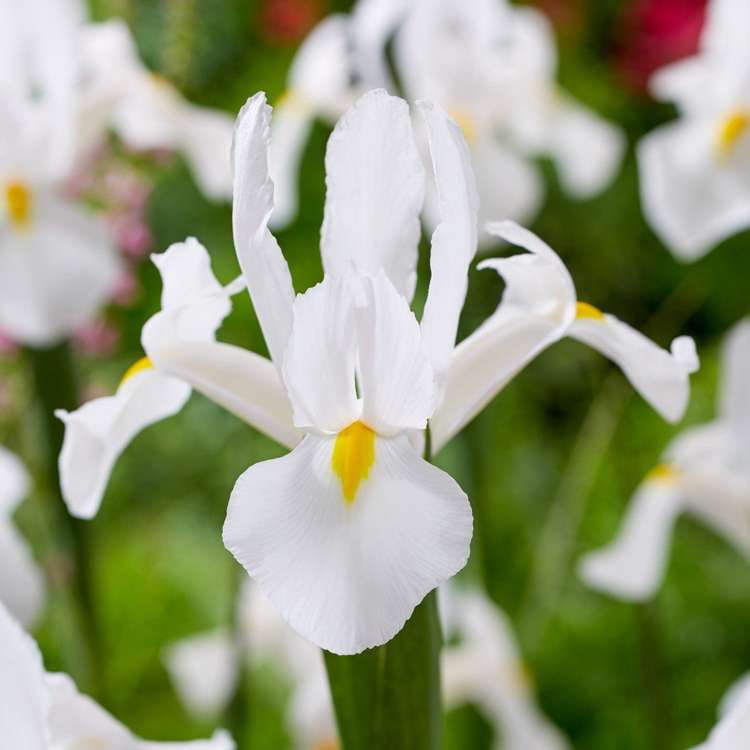 Iris (Schwertlilie) Reticulata 'Alaska'