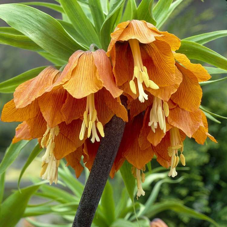 Kaiserkrone (Fritillaria) 'Aurora'