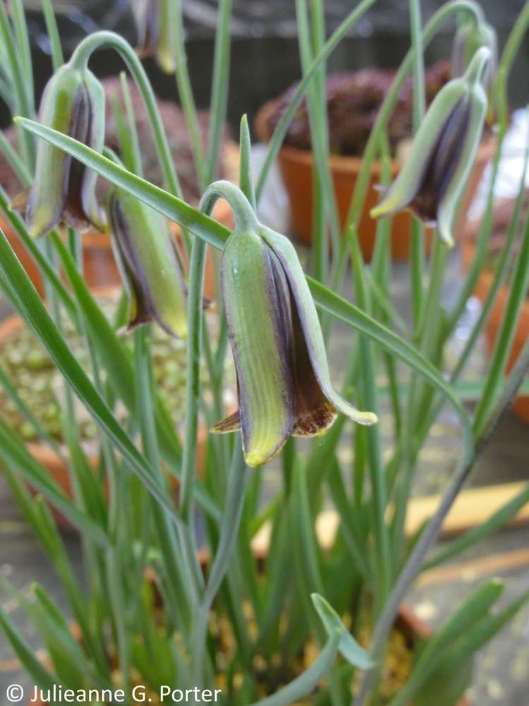 Kaiserkrone (Fritillaria) 'Elwesii'
