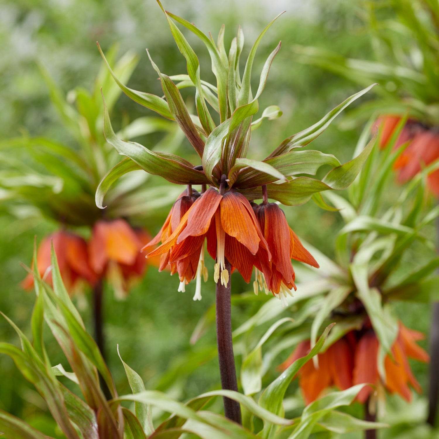Kaiserkrone (Fritillaria) 'Rubra' - Kejserkrone