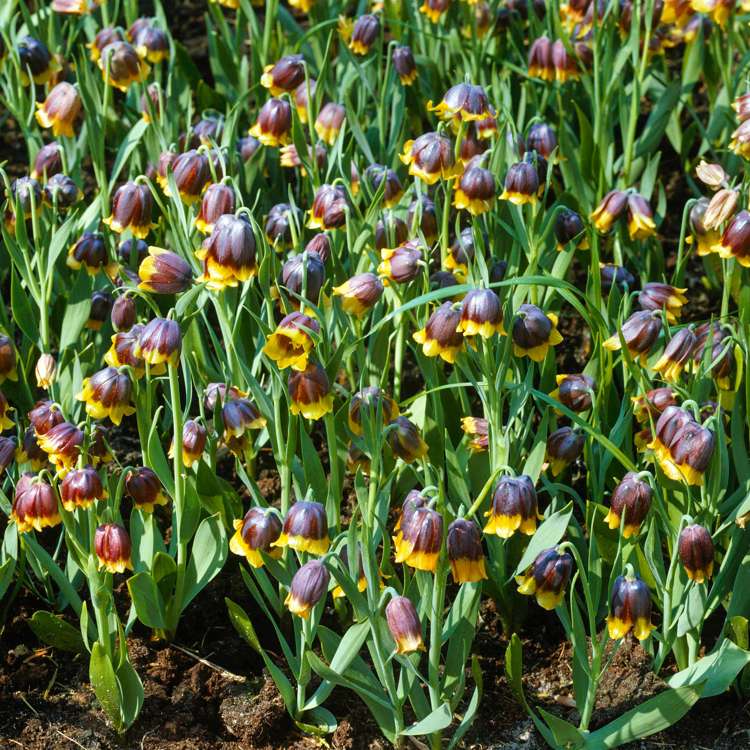 Kaiserkrone (Fritillaria) 'Michailovskyi'
