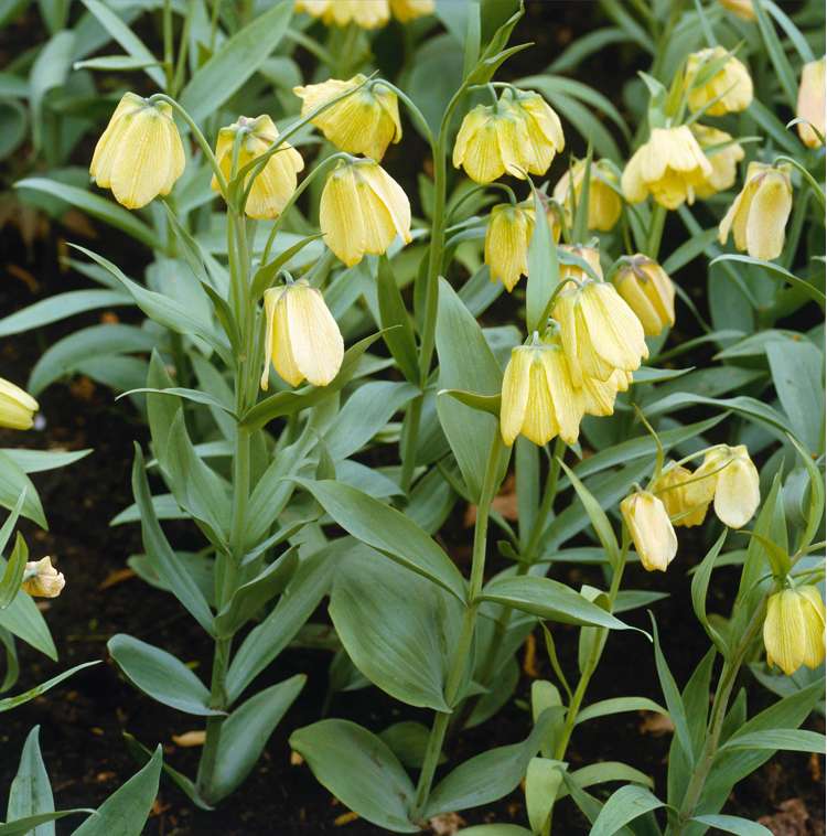 Kaiserkrone (Fritillaria) 'Pallidiflora'