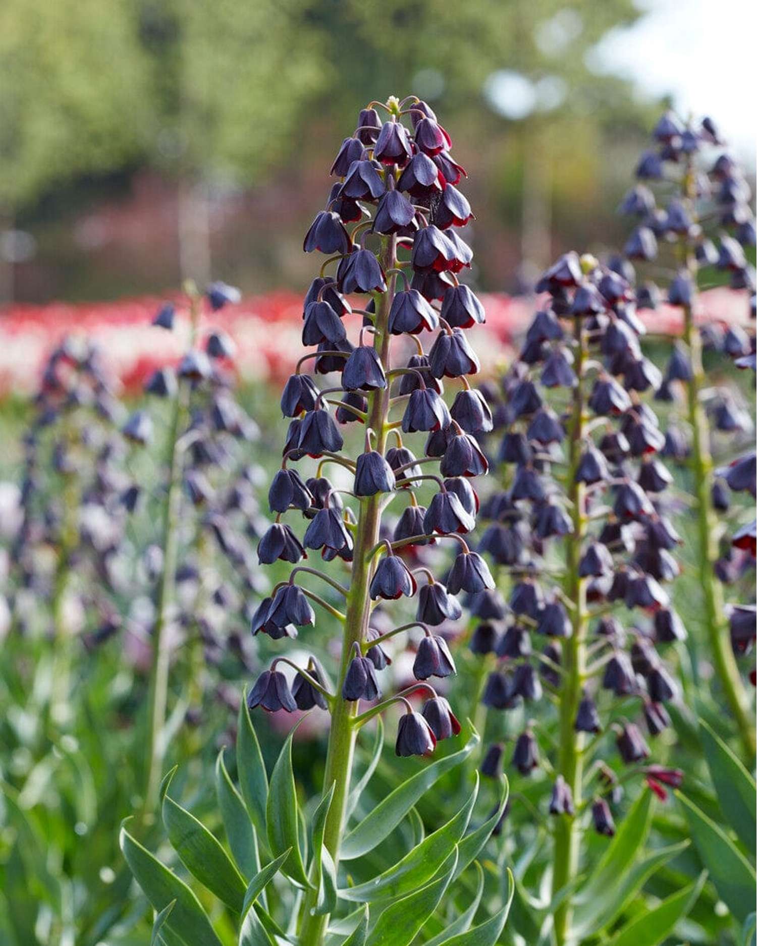 Kaiserkrone (Fritillaria) 'Persica'