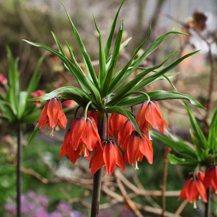 Kaiserkrone (Fritillaria) 'Red Beauty'