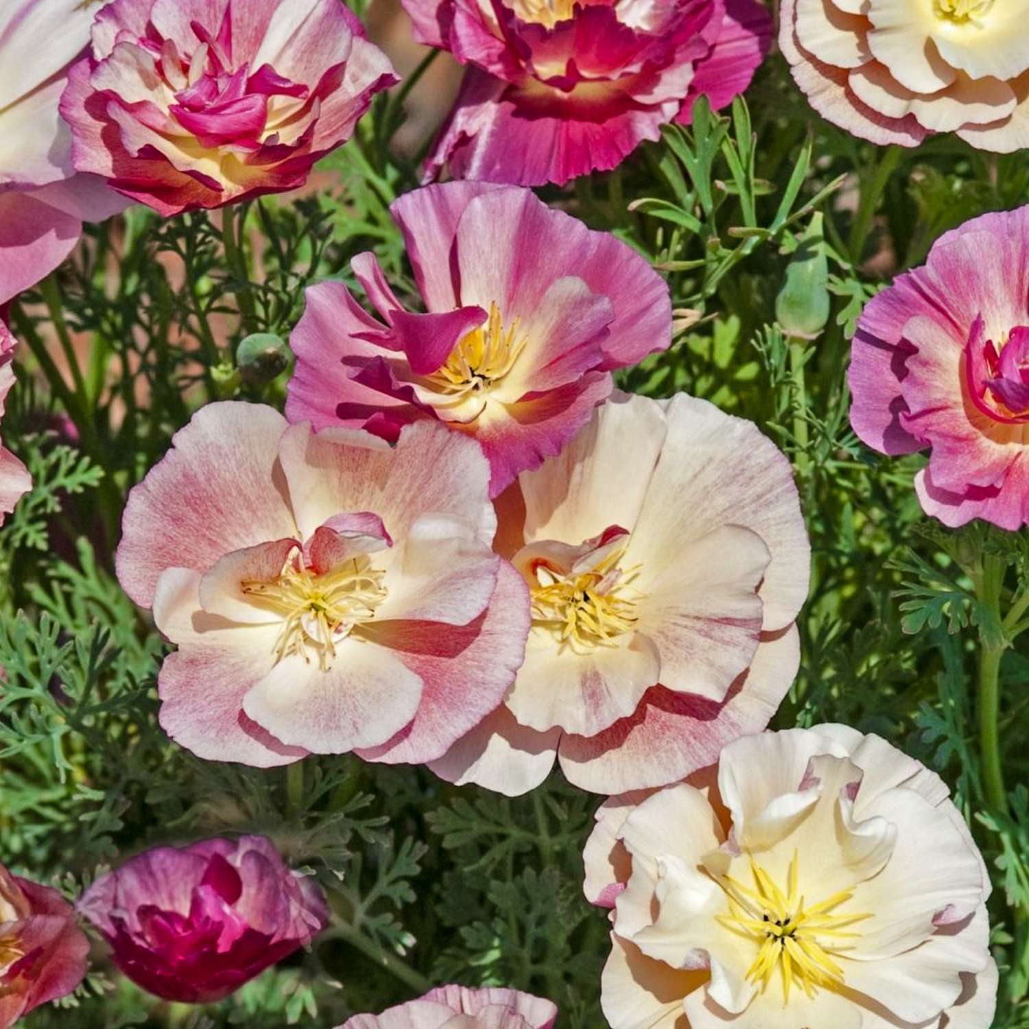 Kalifornischer Goldmohn 'Appleblossom Chiffon' (Samen)