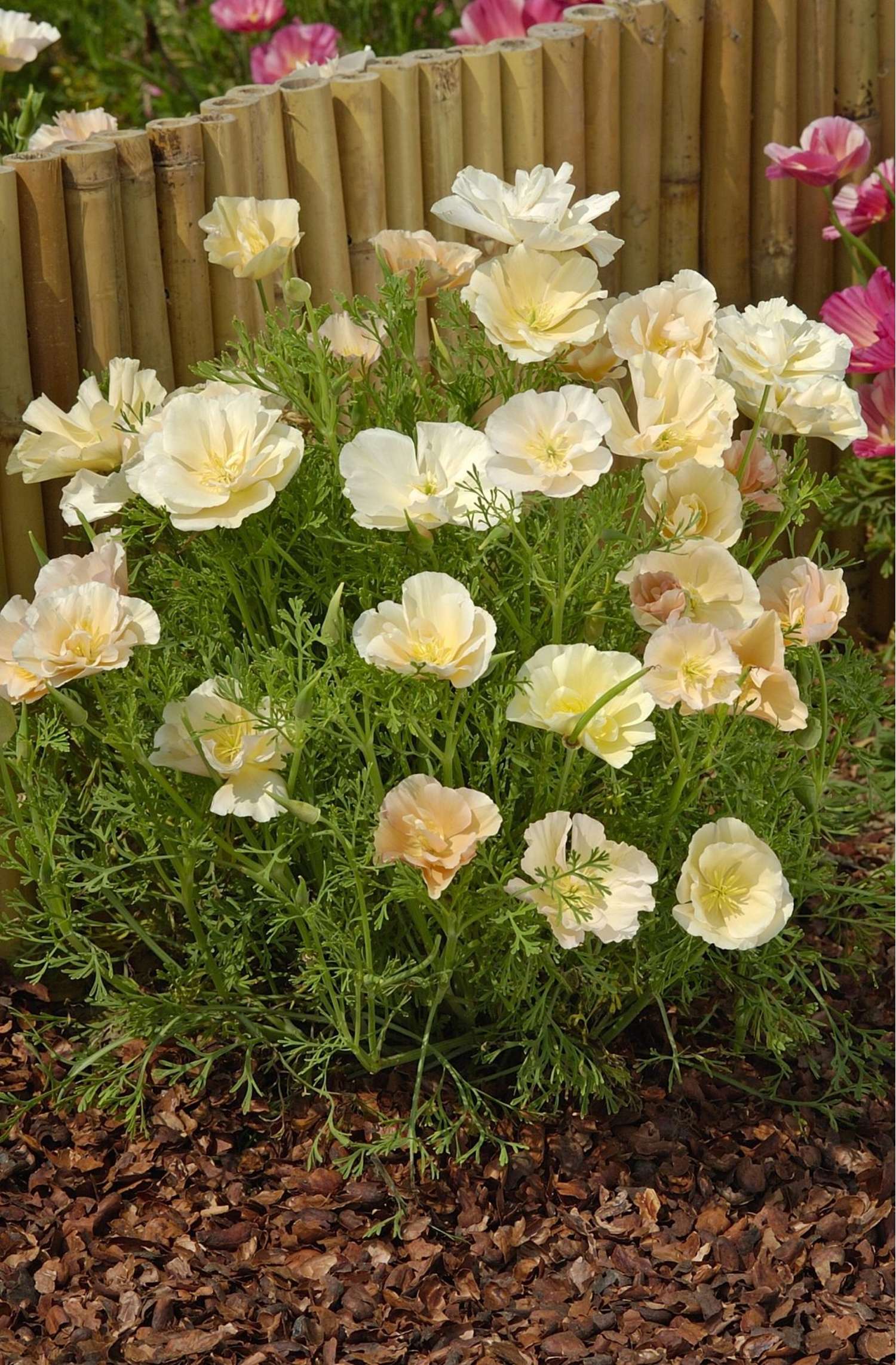 Kalifornischer Goldmohn 'Pink Champagne' (Samen)