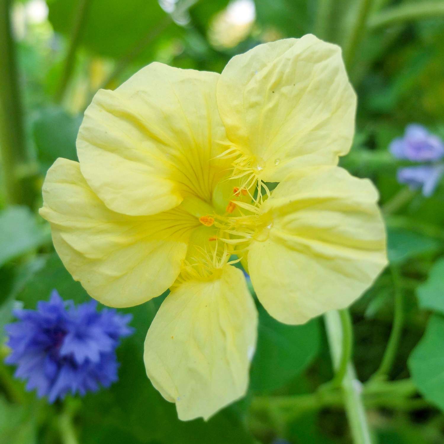 Kapuzinerkresse 'Milkmaid' (Samen)