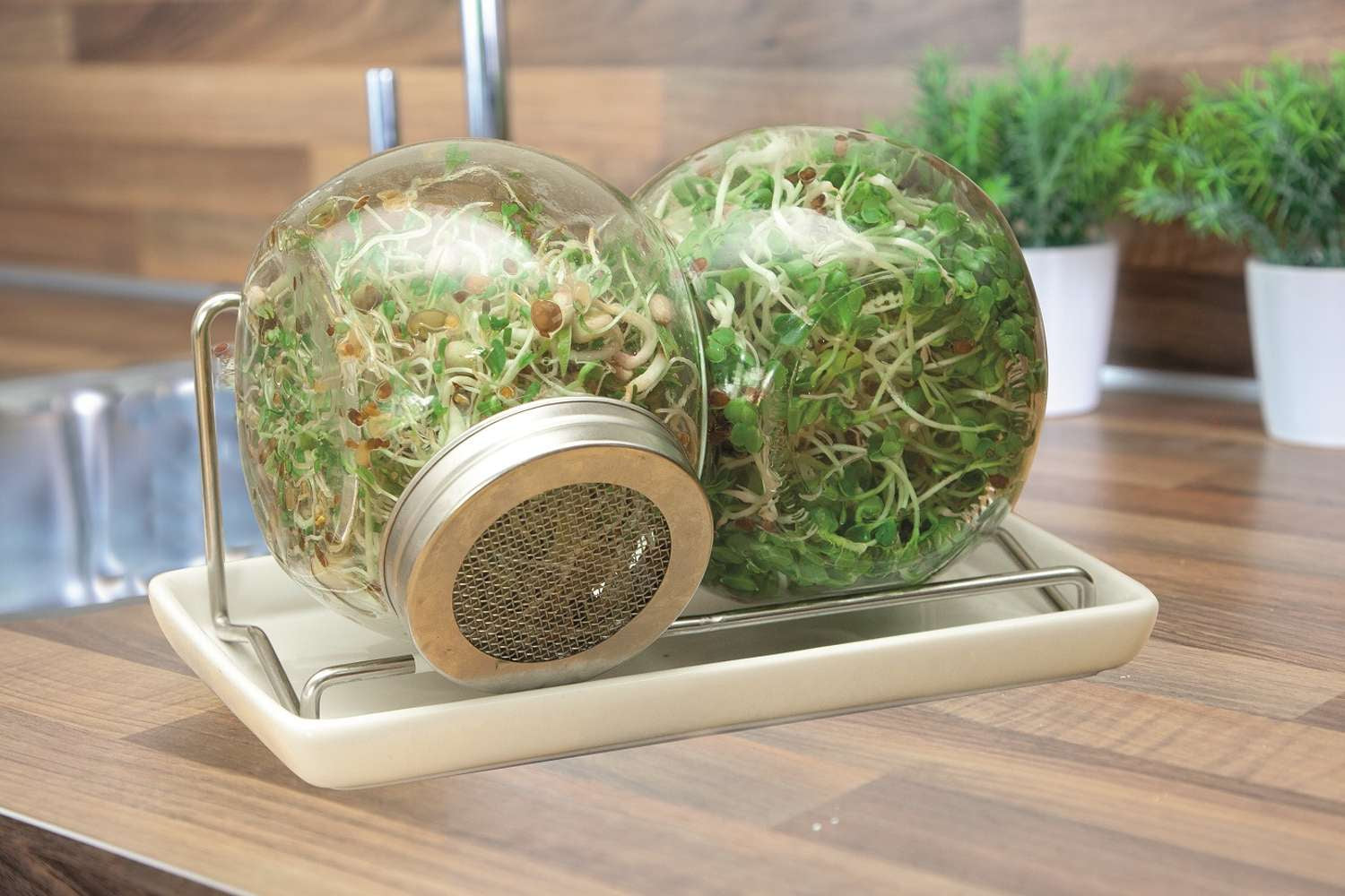 Keimglas-Set für Microgreens