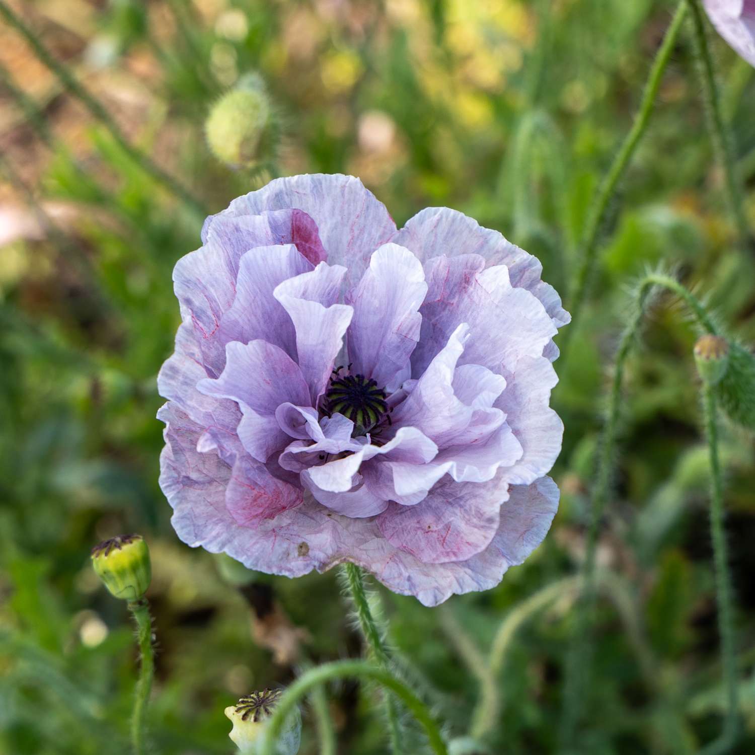 Klatschmohn 'Amazing Grey' (Samen)