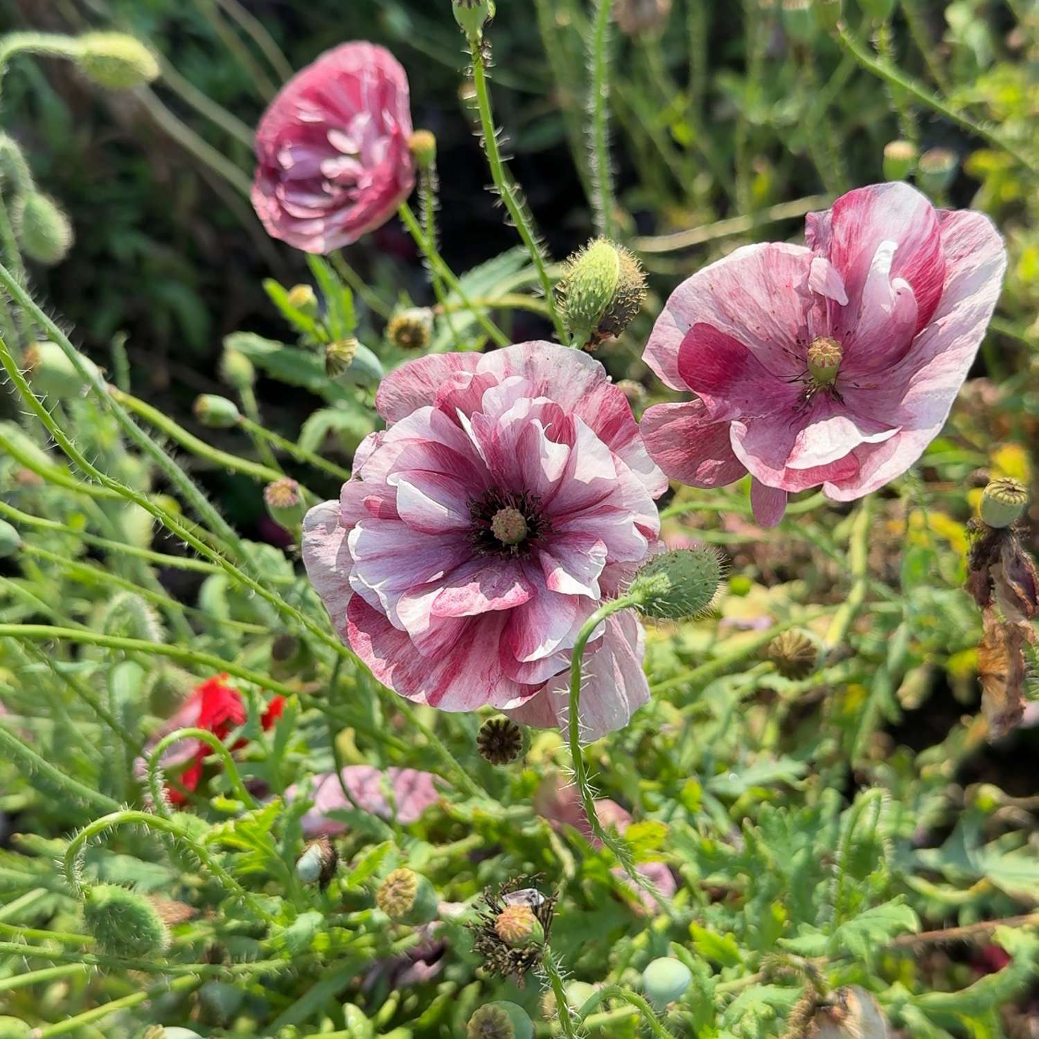 Klatschmohn 'Pandora' (Samen)