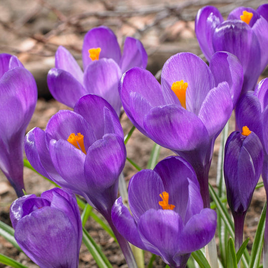 Narzisse Flower Record