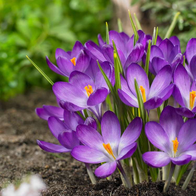Krokus 'Flower Record'