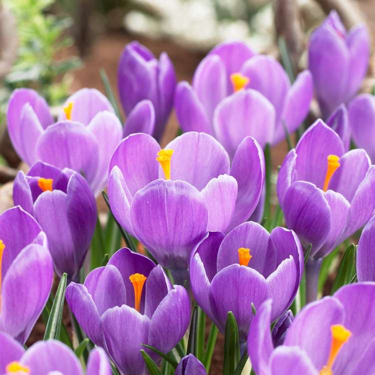 Krokus 'Grand Maitre'