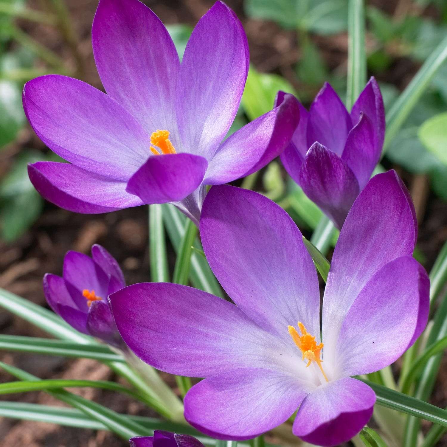 Krokus 'Ruby Giant'