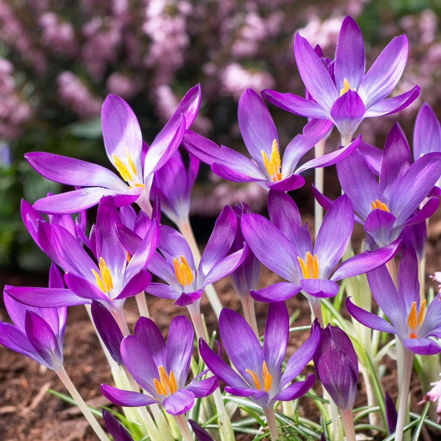 Krokus 'Whitewell Purple' - Krokus