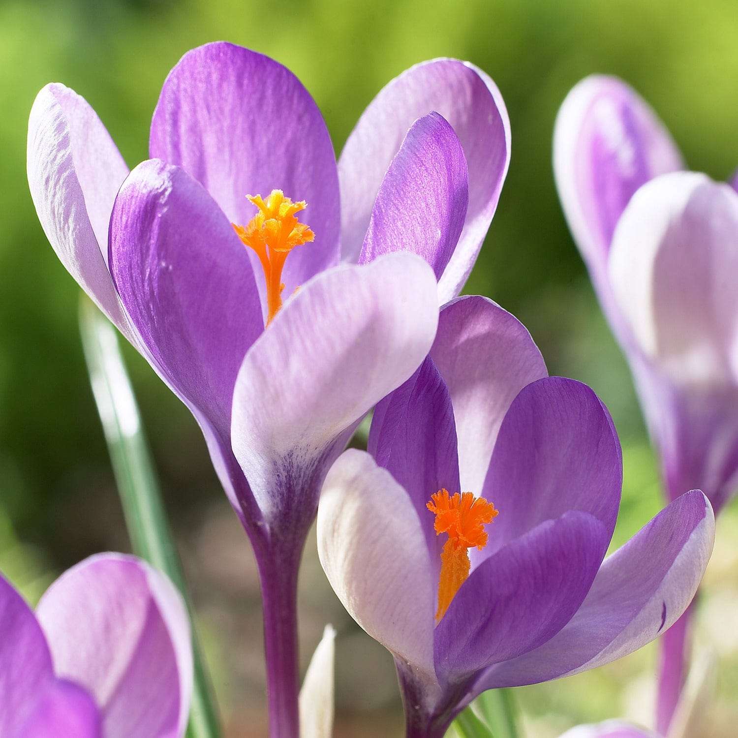 Krokus 'Yalta'