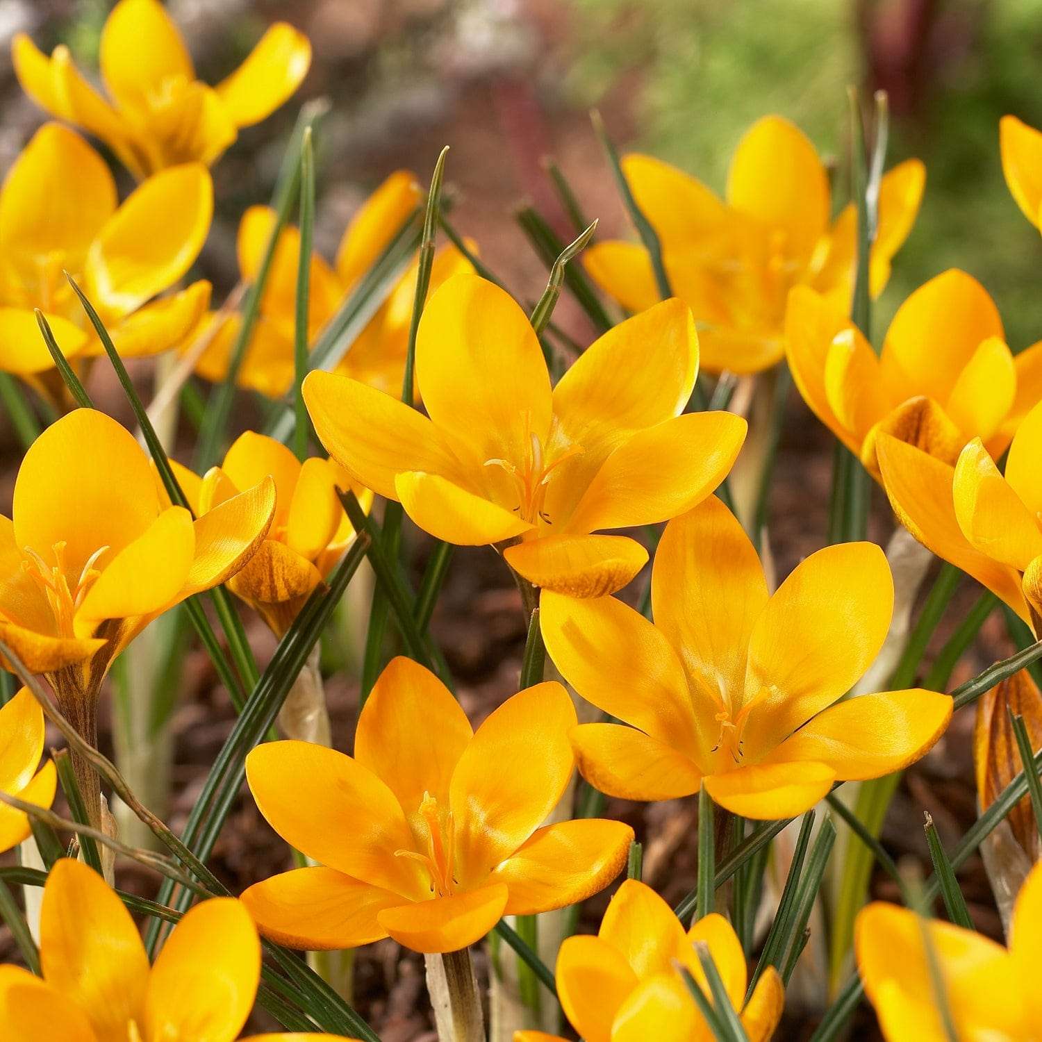 Krokus 'Dorothy'