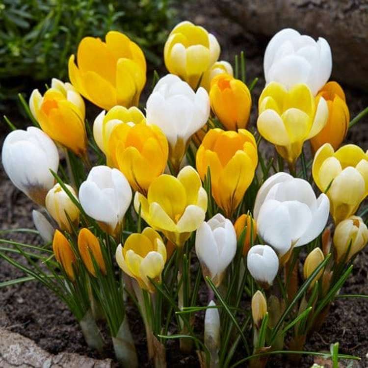 Krokusmischung 'Liv'