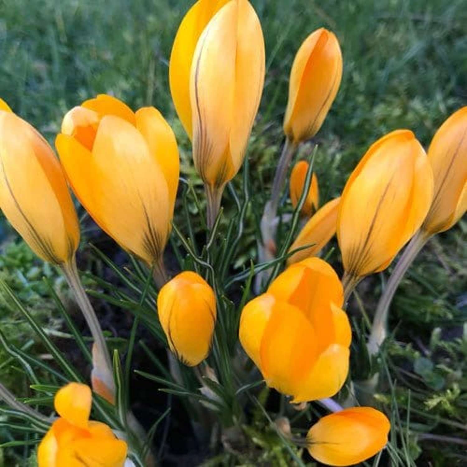 Krokus 'Yellow'