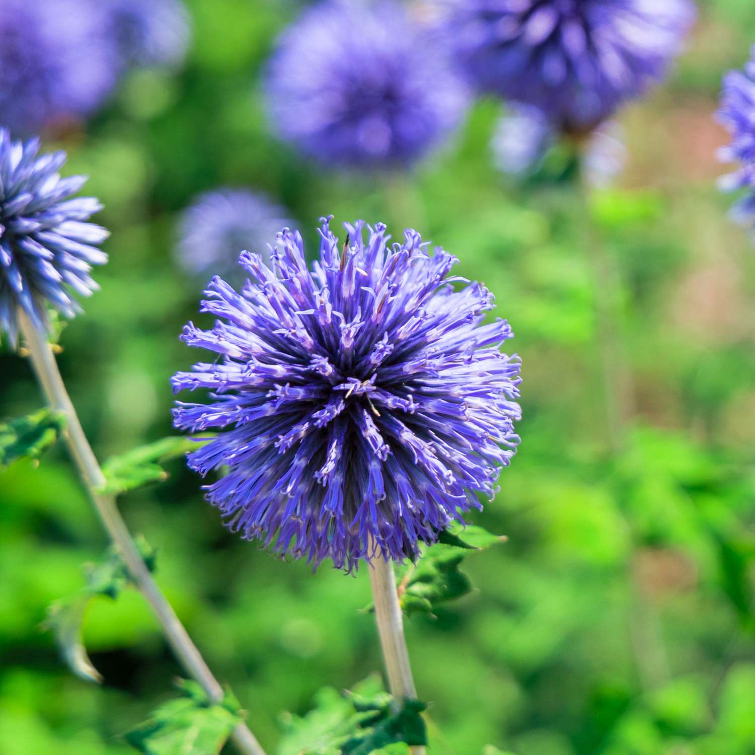 Kugeldistel 'Blue Glow'