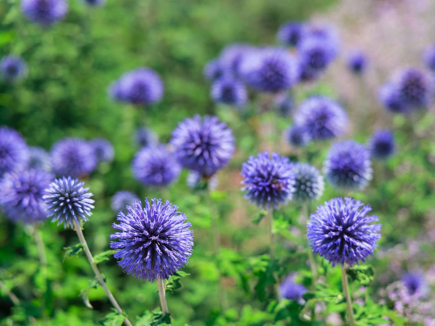 Kugeldistel 'Blue Glow'