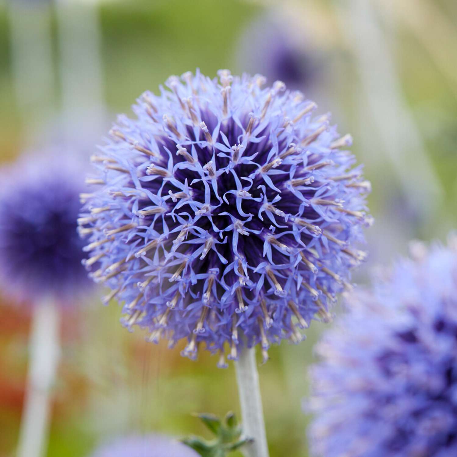 Kugeldistel ‘Veitch's Blue’