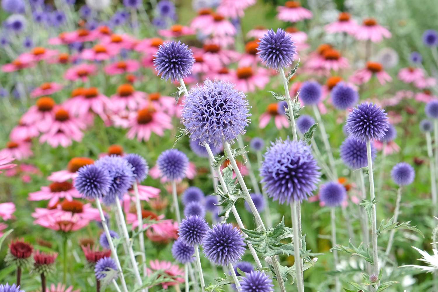 Kugeldistel ‘Veitch's Blue’