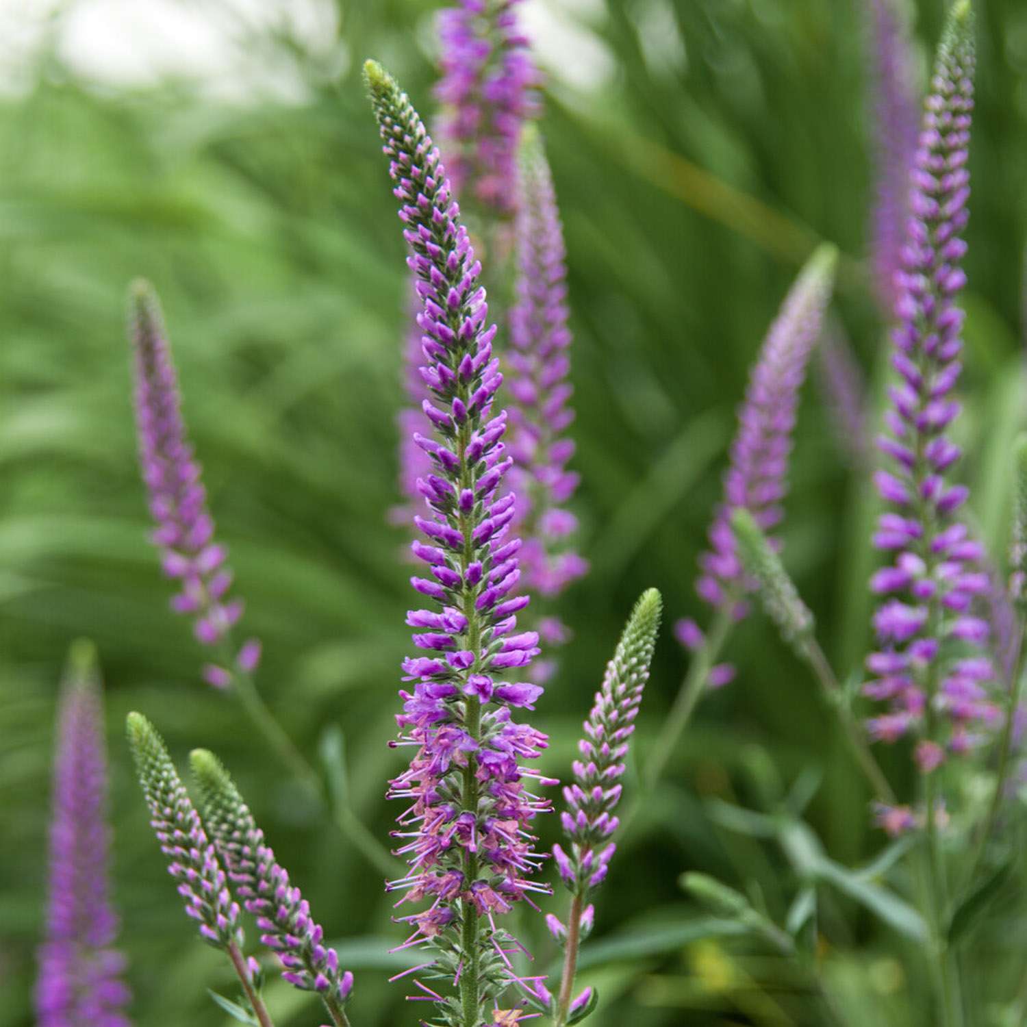 Langblättriger Ehrenpreis 'Eveline'