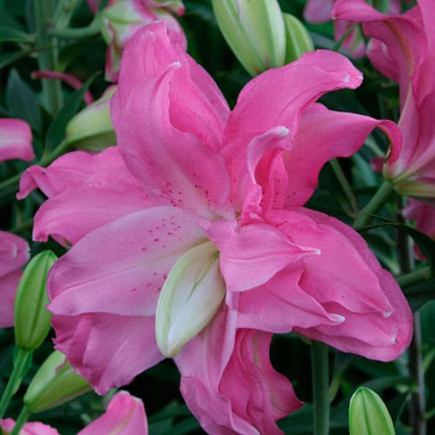 Lilie ‘Lotus Joy’