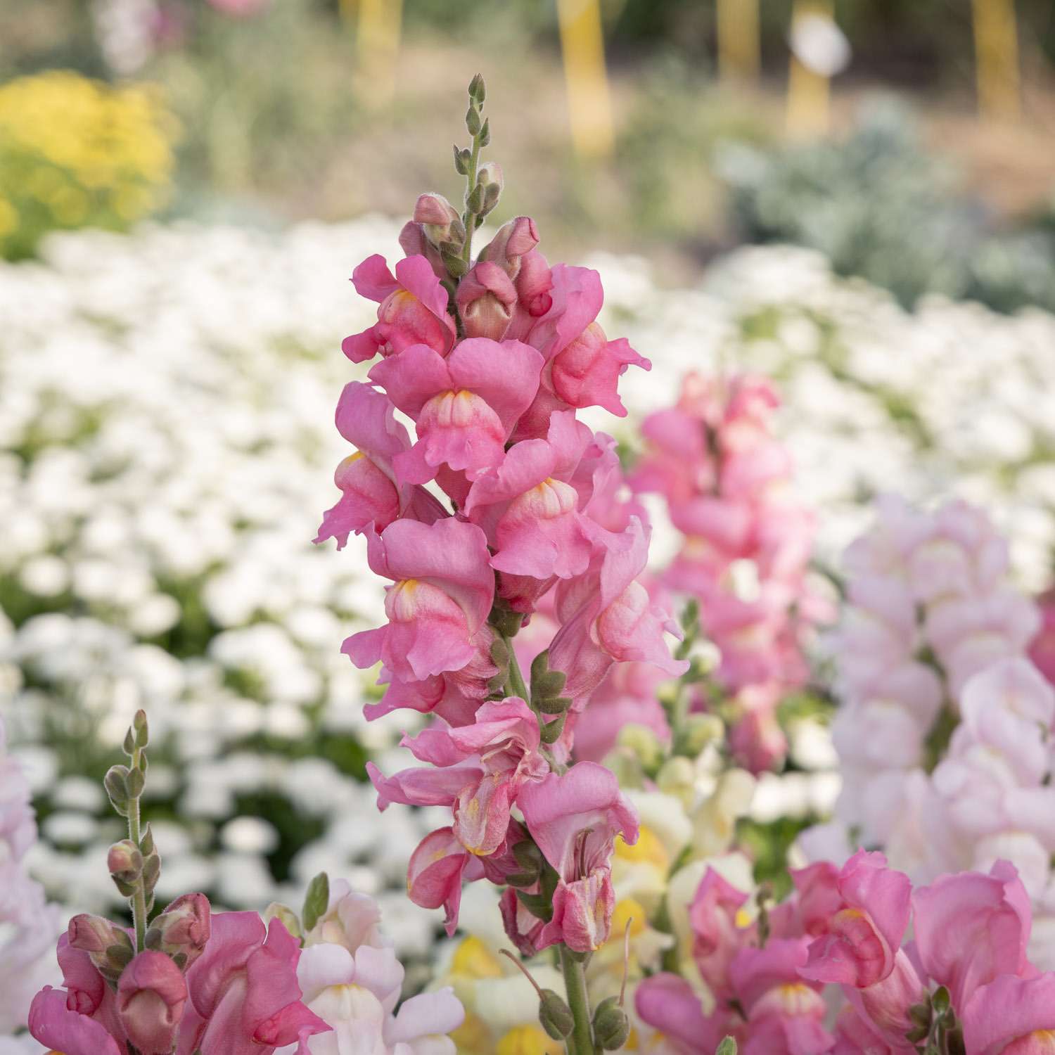 Löwenmaul 'Madame Butterfly Pink' (Samen)