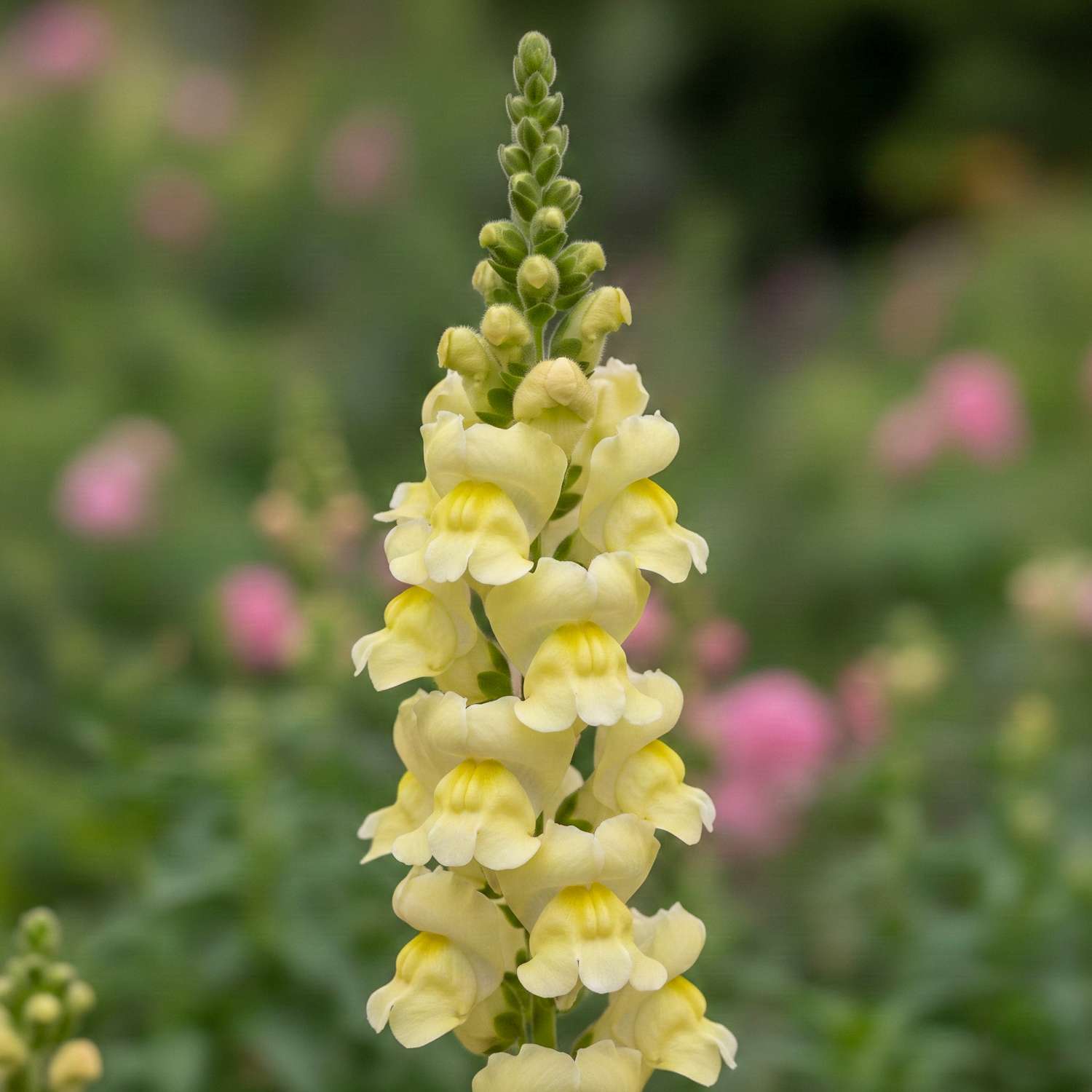 Löwenmaul 'Madame Butterfly Yellow' (Samen)