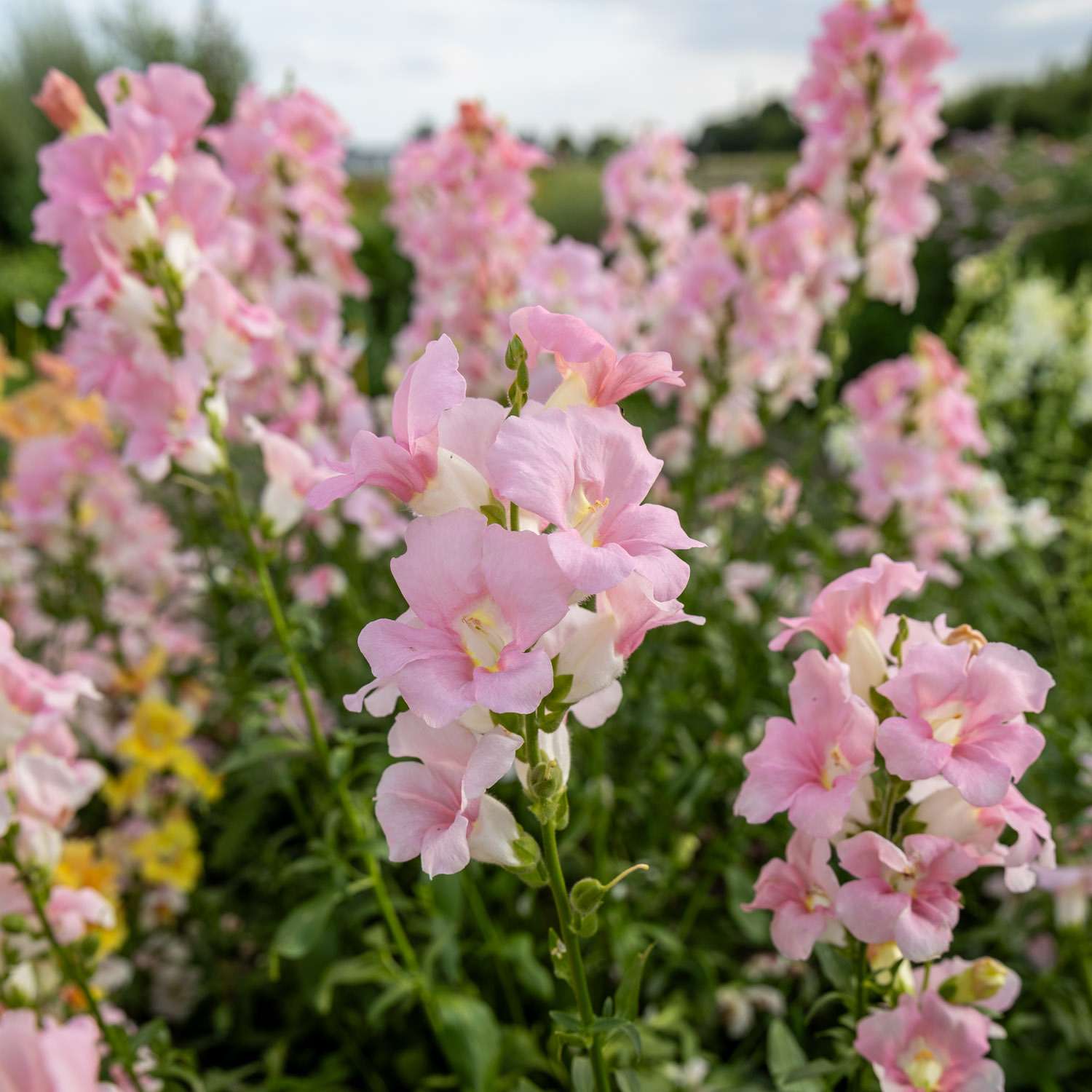 Löwenmäulchen 'Doubleshot Appleblossom' (Samen)