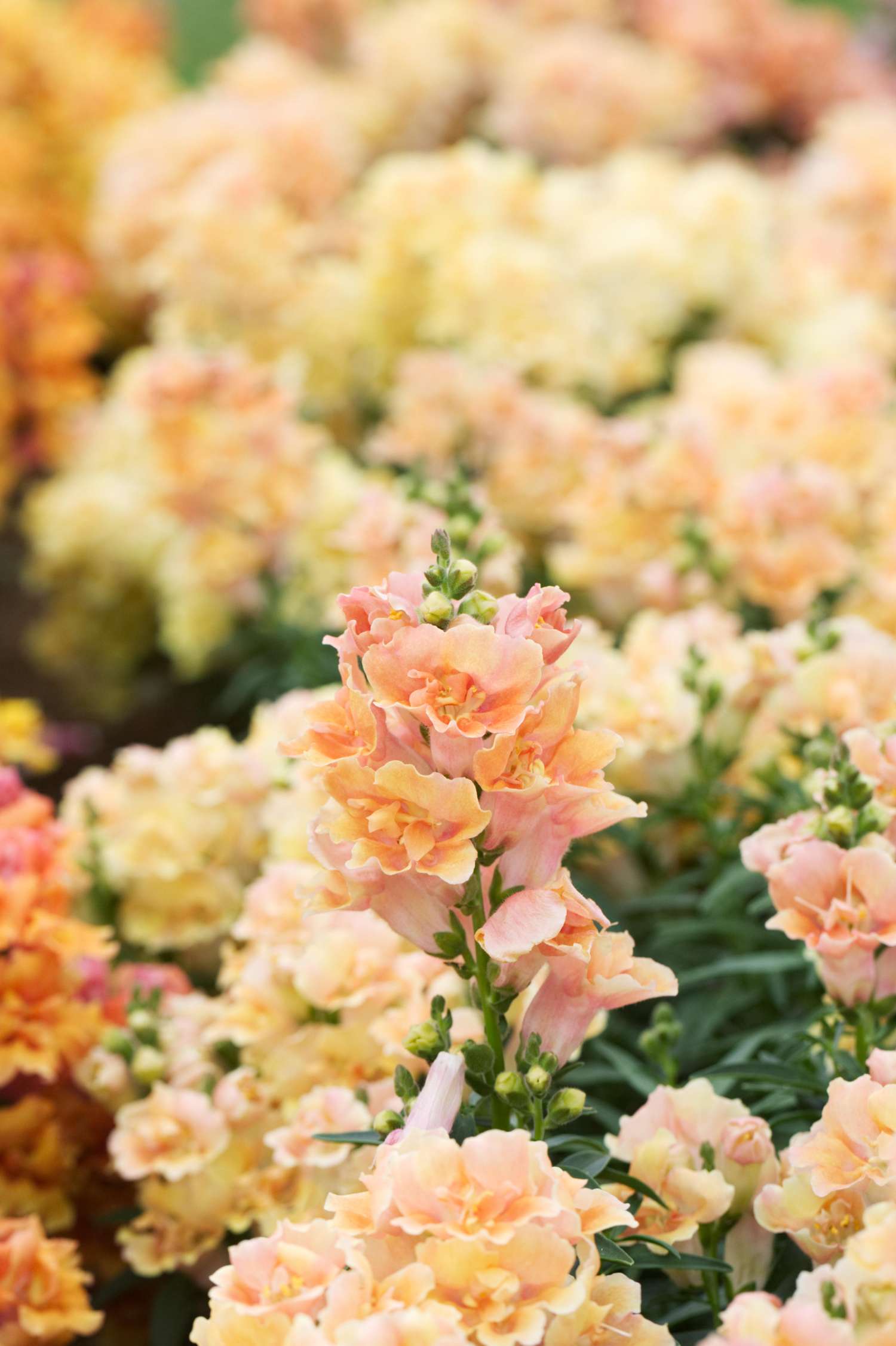 Löwenmäulchen 'Doubleshot Peach' (Samen)