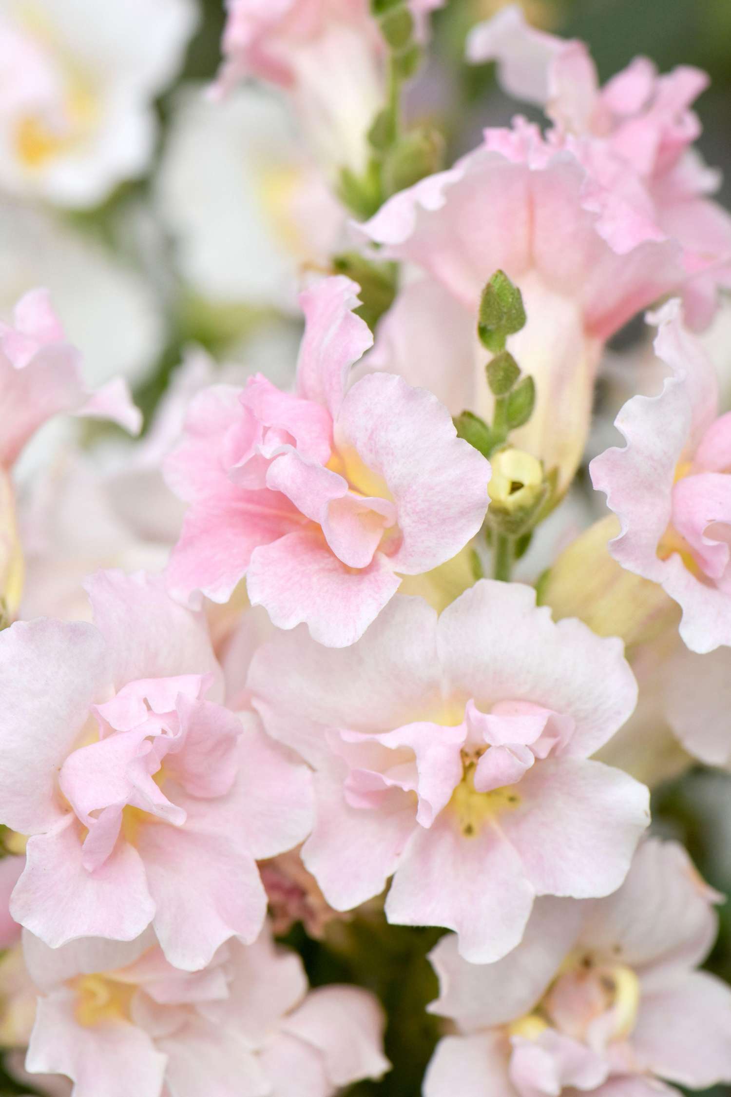 Löwenmäulchen 'F1 Twinny Appleblossom' (Samen)