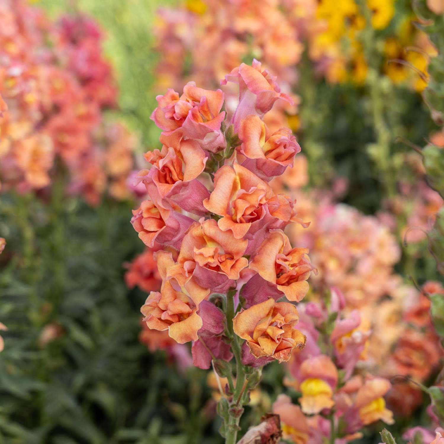 Löwenmäulchen 'Madame Butterfly Bronze' (Samen)