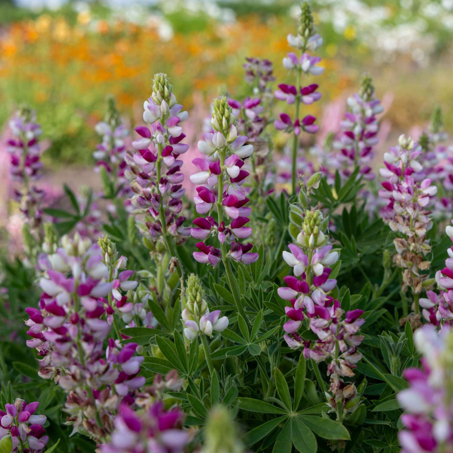 Lupine 'Avalune Red-White' (Samen)