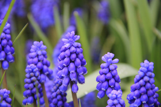 Muscari Armeniacum