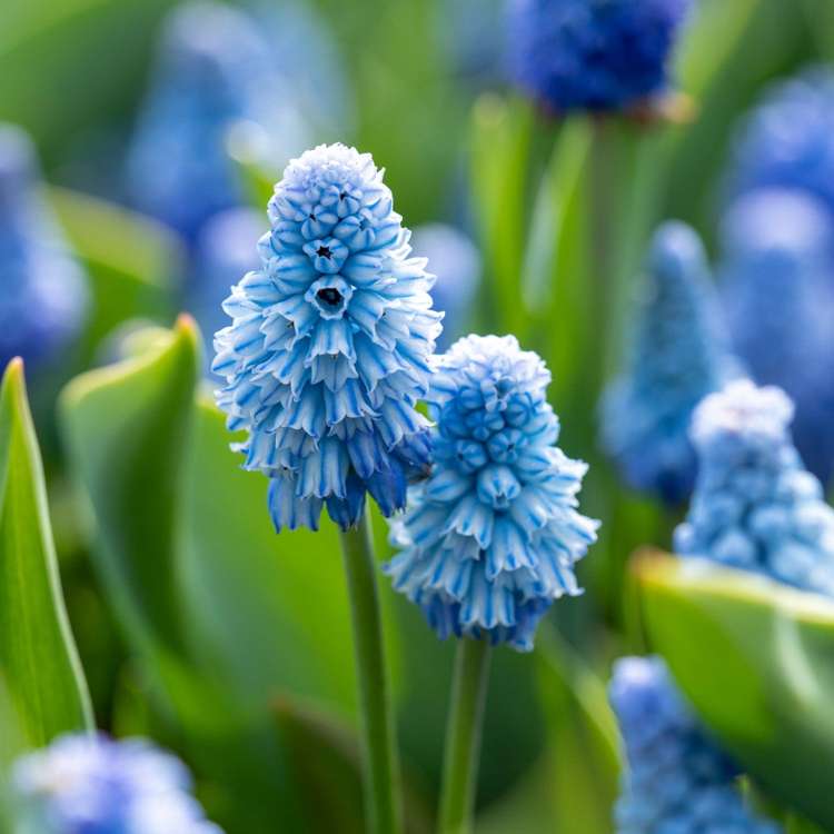 Traubenhyazinthe 'Azureum'